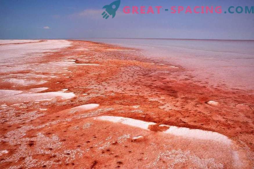 Vilken terrestrisk organism kan gömma i saltt Martian vatten?