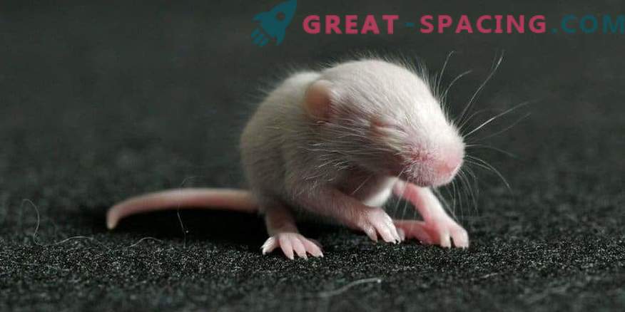 Möss föddes från spermier, som tillbringade 9 månader i rymden